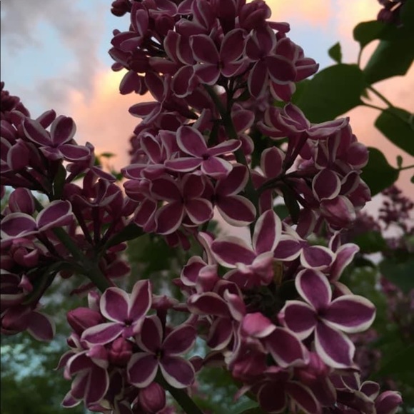 Meet your Posher, Rachel - Picture 1 of 1